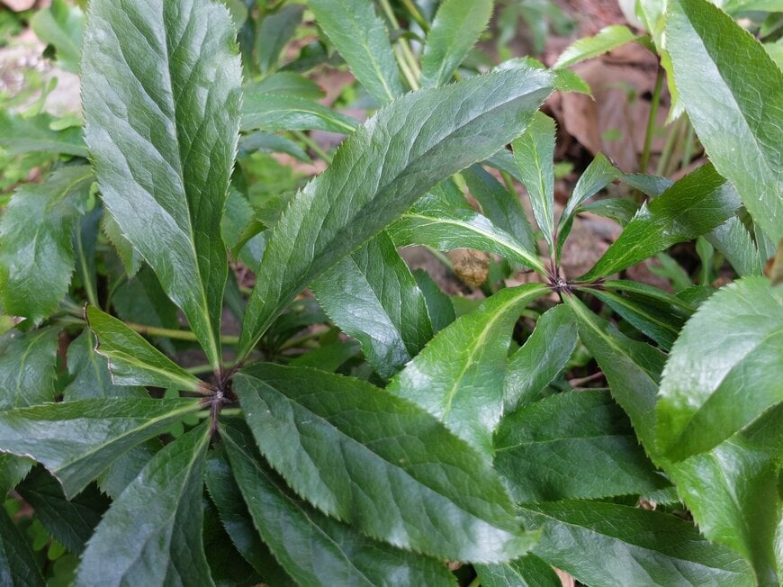 LIMOガーデニング部撮影／クリスマスローズ