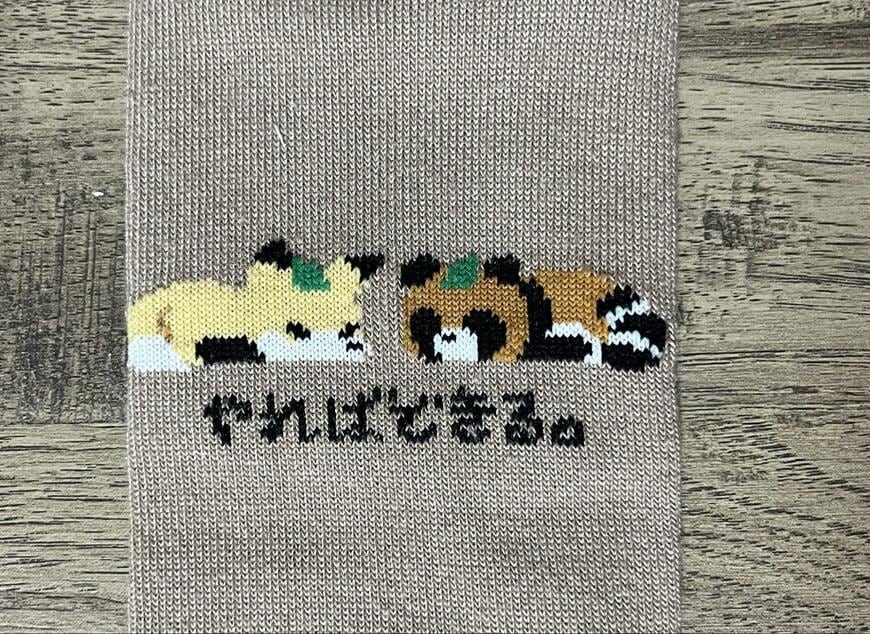 筆者撮影（セリア、レディースショート丈 やればできる）