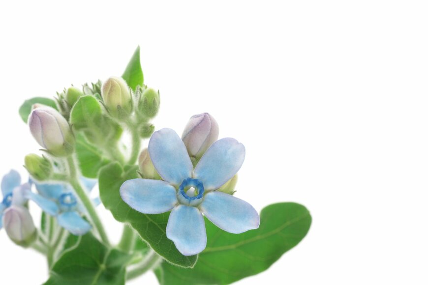 haru/Shutterstock.com