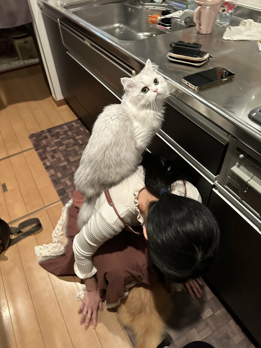 出所：@NEKOLAND13