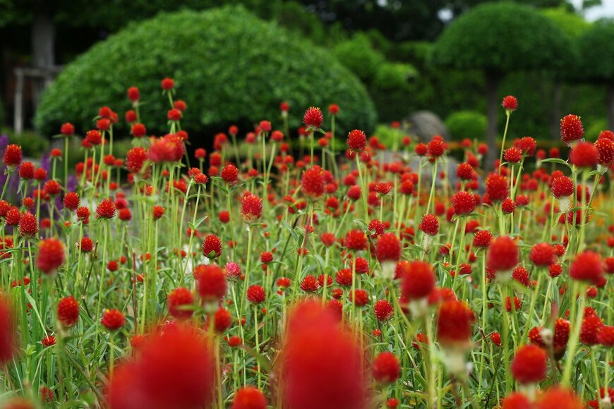 【ガーデニング】夏らしい鮮やかで華やかな花々！暑さに負けず花を咲かせる植物オススメ8選