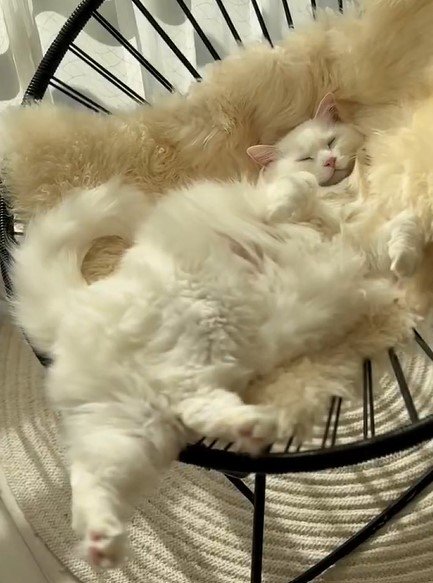 出所：@meltube_cat