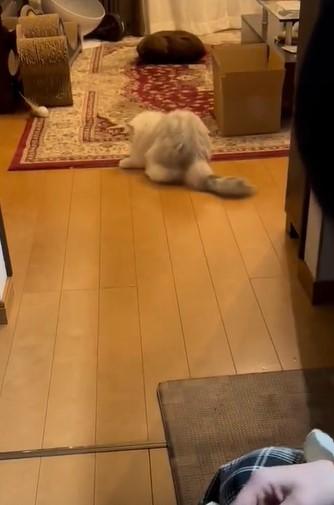 出所：@NEKOLAND13 