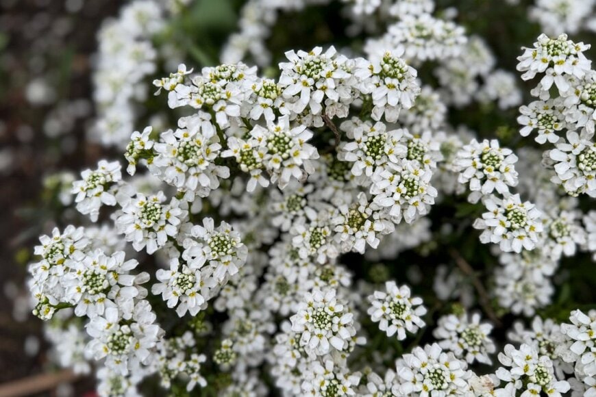 Lapa Smile/shutterstock.com