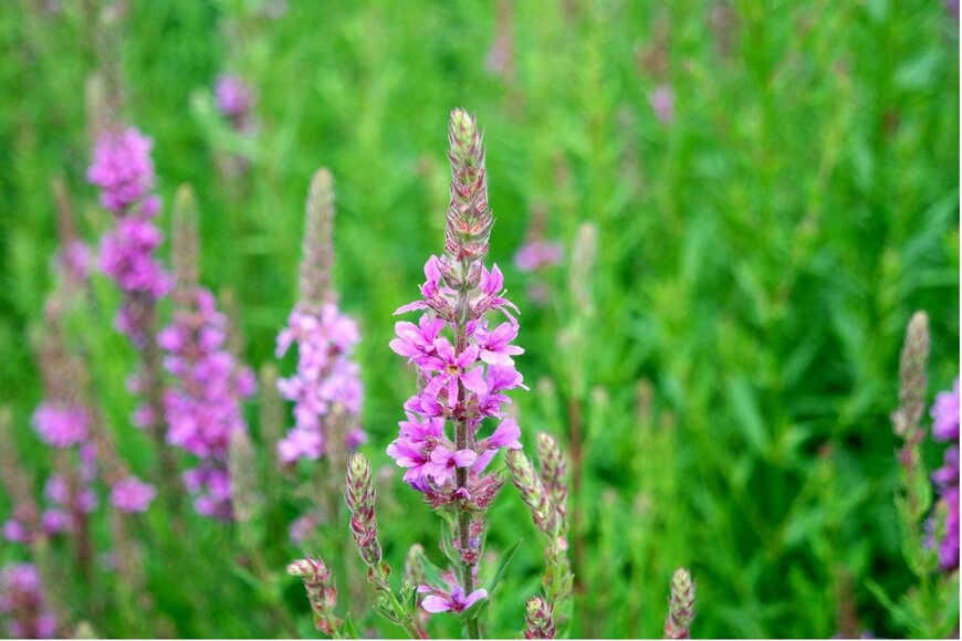 Tessa57/istockphoto.com