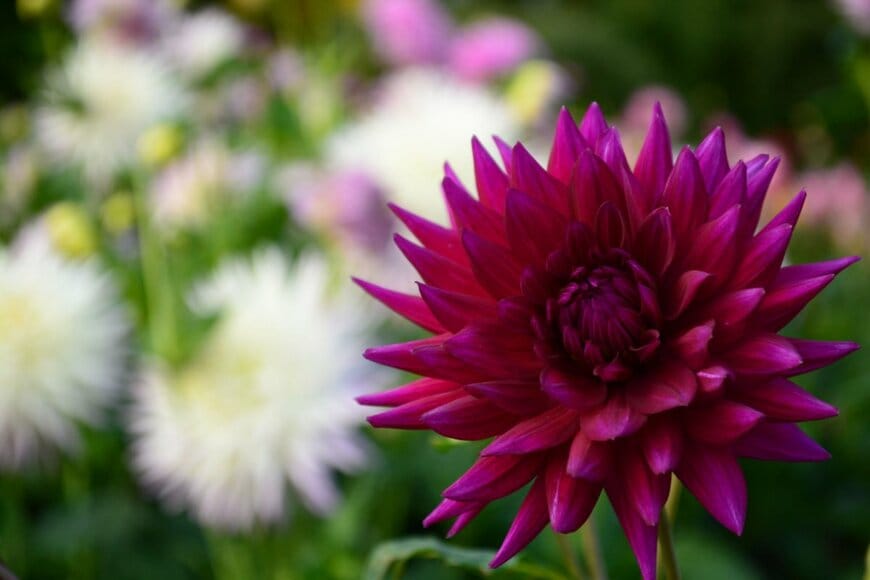 Martiny Root/shutterstock.com