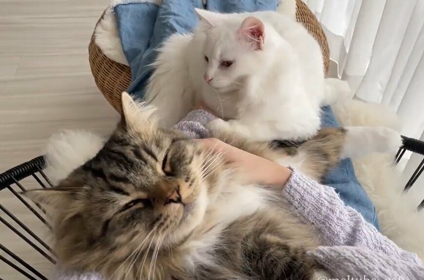 出所：@meltube_cat