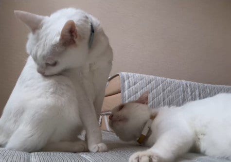 2匹の猫