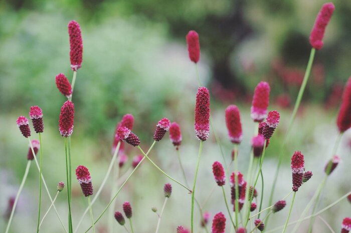ワレモコウの花。色は赤。