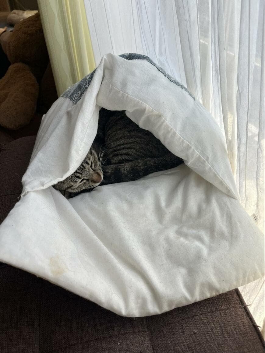 猫入りの布団