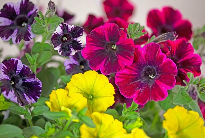 黄色、赤、紫の花を咲かせている、ペチュニア