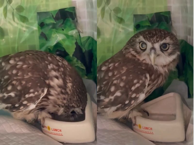 水を飲むフクロウ