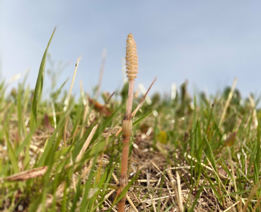 河川敷で見つけたつくし