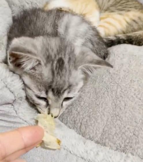 目覚めた猫
