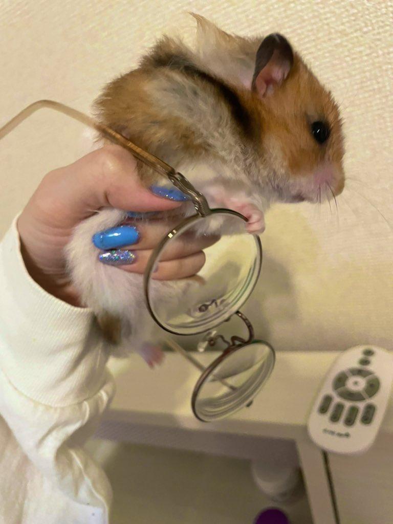 メガネを持つハムスター