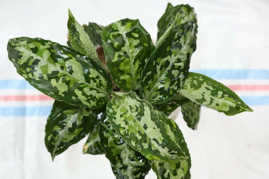 観葉植物「アグラオネマ」