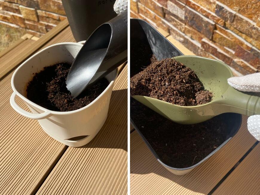 ほうれん草の種まきに初心者が挑戦