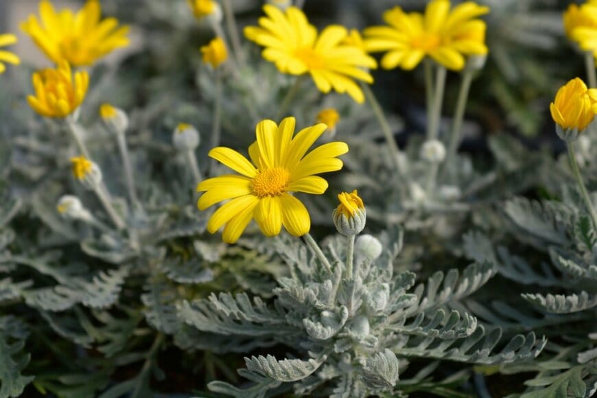 黄色い花を咲かせている、ユリオプスデージー