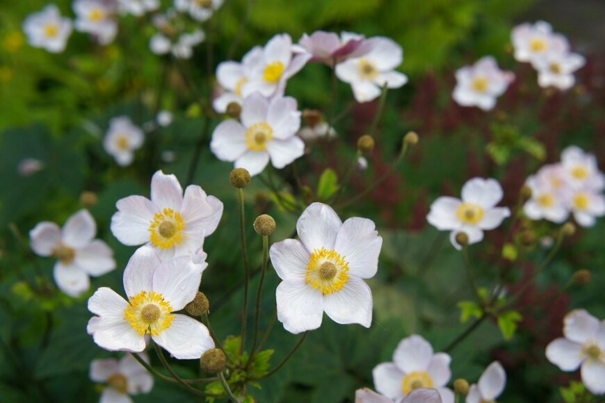 白いシュウメイギクの花が咲く様子