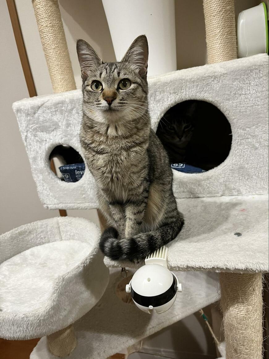 キャットタワーと猫