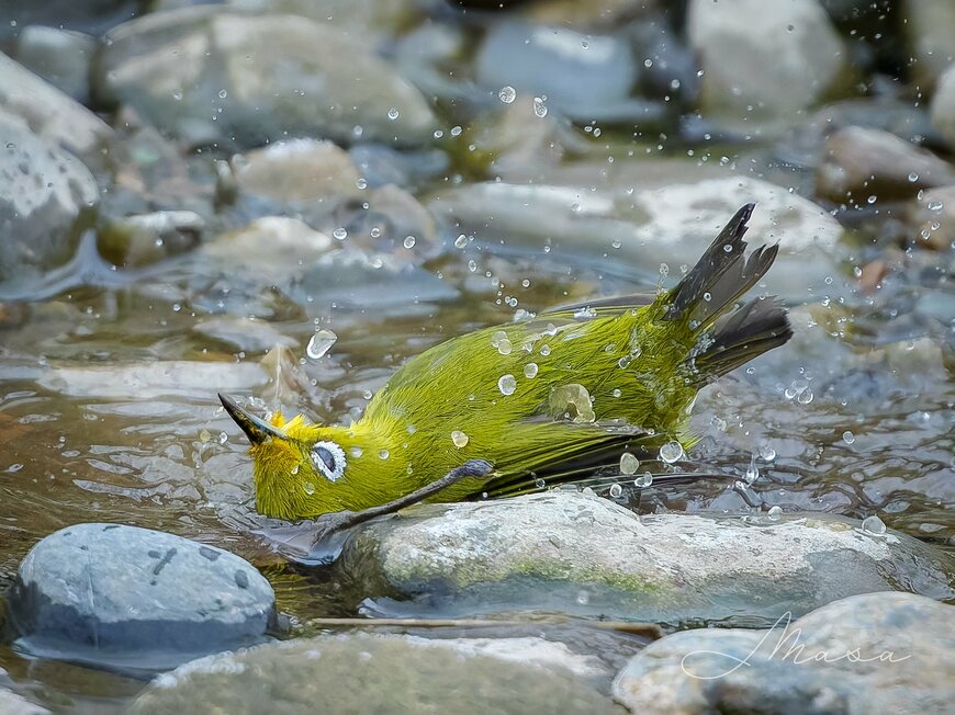 川辺で水浴び中のメジロ