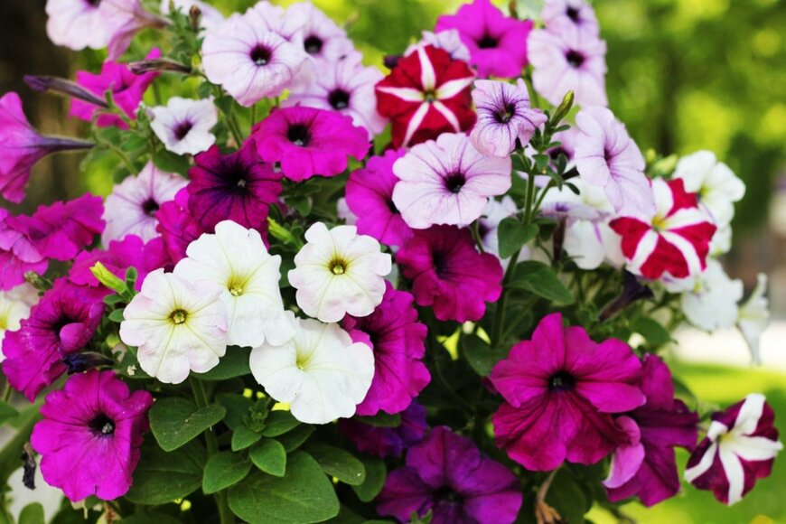 ペチュニアの花が咲いている。色はピンクと白、紫、赤白のツートンカラー。