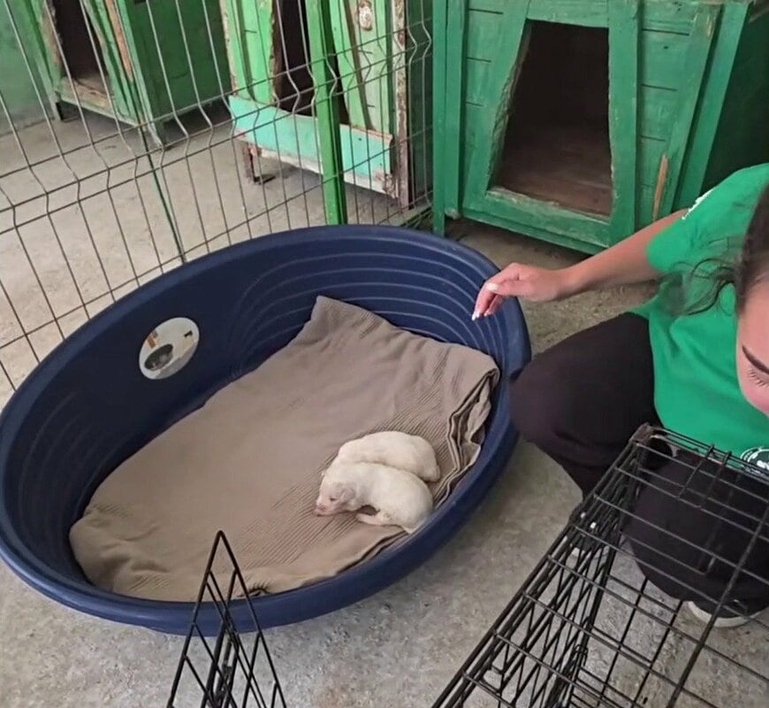 保護施設で安心して過ごす子犬たち