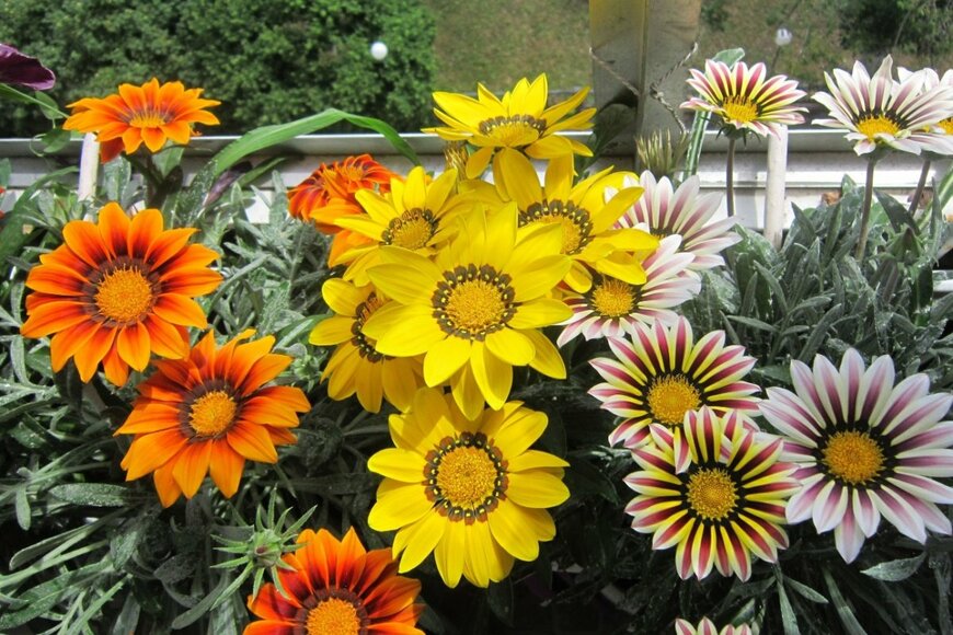 ガザニアの花。色は白、黄色、オレンジなど