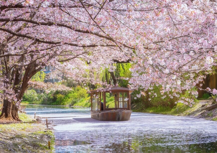 伏見十石舟の幻想的な桜