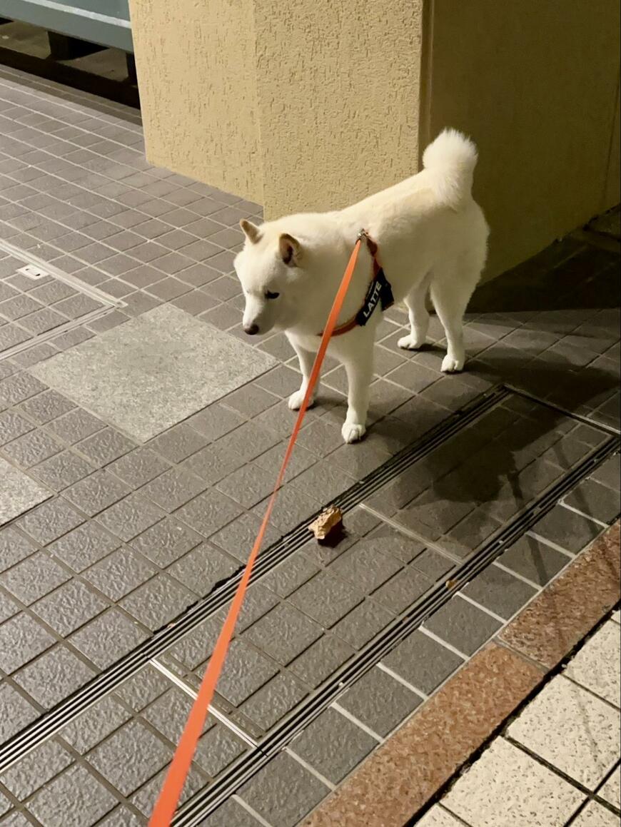 落ち葉を怖がる様子