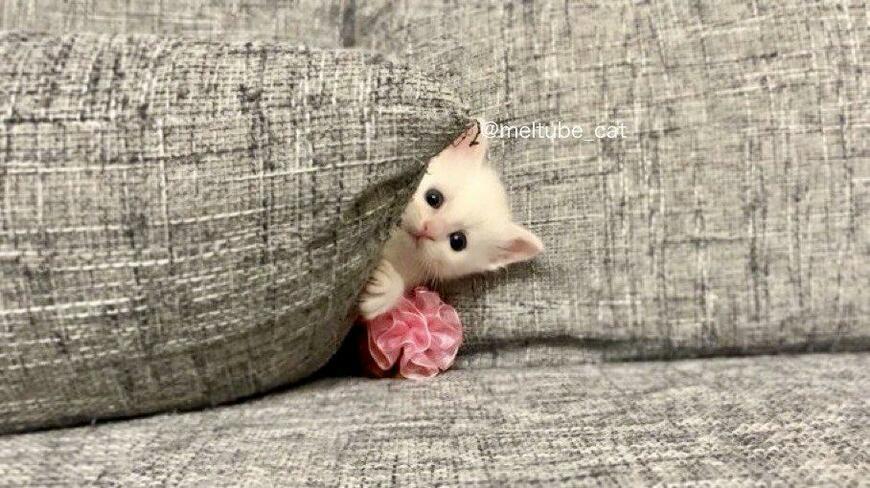 ソファの隙間にいる猫