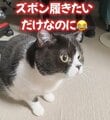 仕事に出かけるママがズボンを履こうとすると→猫の激しい行動に腹筋崩壊！