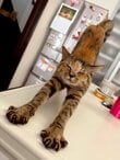 【探してみて】二匹の猫ちゃんが写り込んでいます　見つけた瞬間まさかの目線に笑ってしまう…
