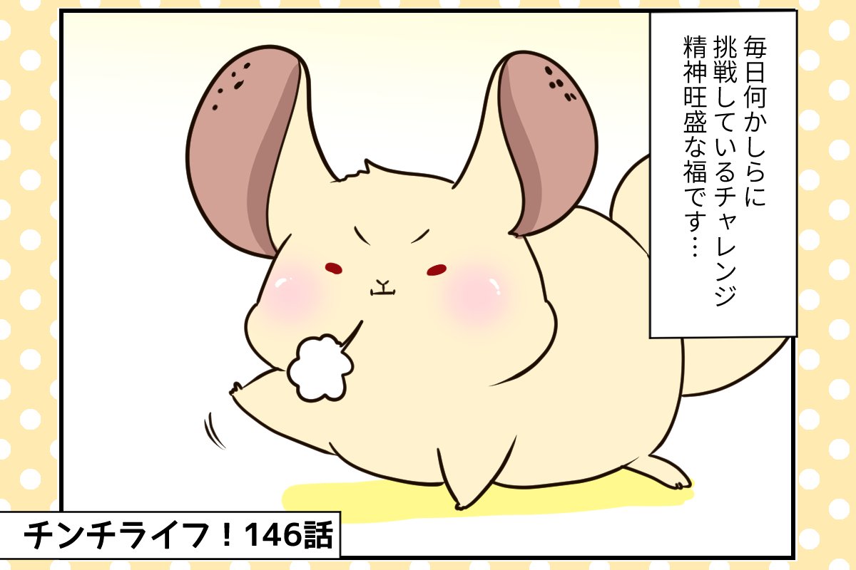 チンチラ プロフ必読‼️です❣️ チンチラのかわいい福、みんなに猛烈な男の子アピール！その結果は