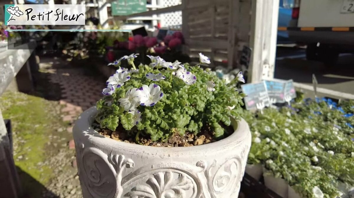 植えどきは今！センスよく見せる《ネモフィラの寄せ植え方法》おすすめ