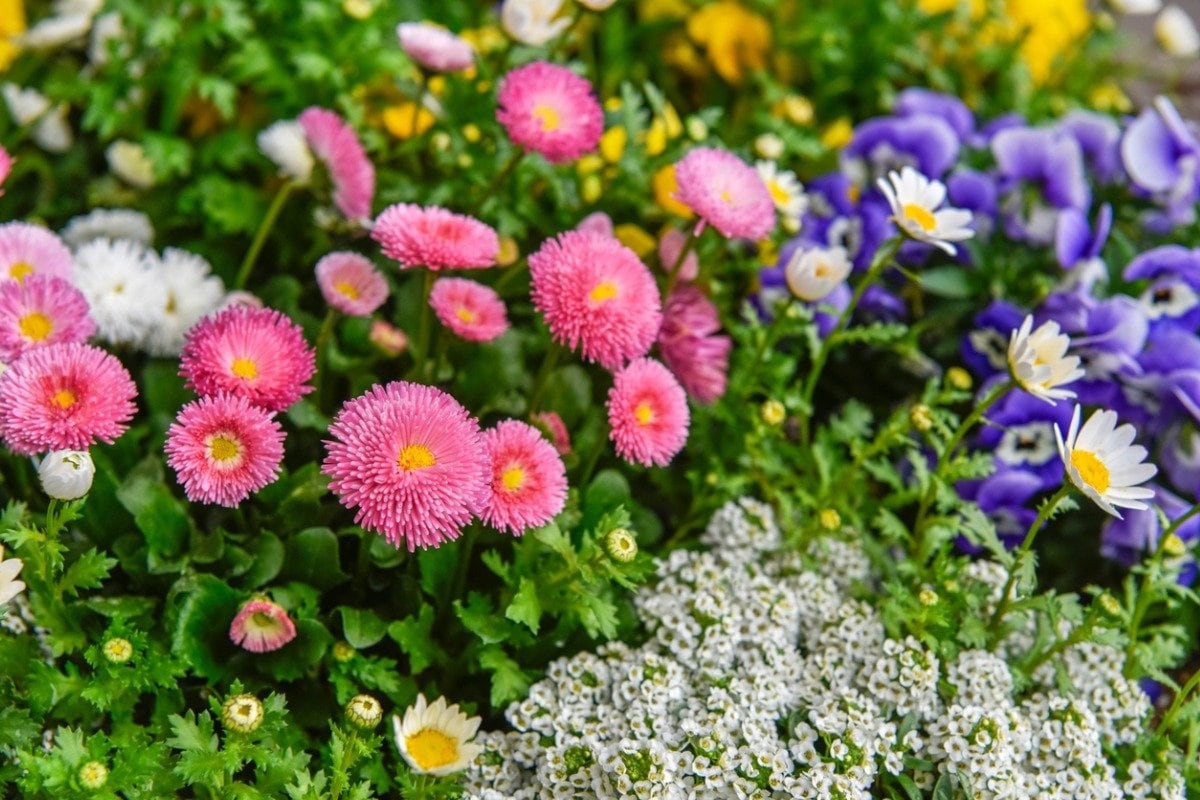 【ガーデニング】寒い冬ガーデンも鮮やかに！冬にカワイイ花咲く〈オススメ植物7選〉 ポップでカラフルな花々を厳選！庭の雰囲気を華やかに彩って ...
