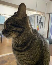 初めて発見した「猫の身体にあった文字」に感動　「忘れてないよって感じ、泣ける」