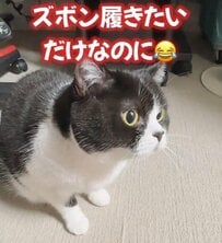 仕事に出かけるママがズボンを履こうとすると→猫の激しい行動に腹筋崩壊！