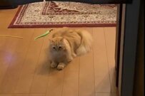 空中浮遊？爆笑の声が殺到　猫さんの「予測がつかない行動」とは…