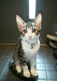 猫の「0歳と21歳」を比較した飼い主　かわいい変化に「驚きの美バブ」とホッコリ