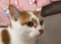 仲が悪かった先住猫と保護猫→驚きの成長に大反響！ホッコリする光景に目頭が熱くなる