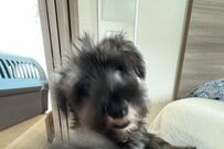 【鋭すぎる…】ワンちゃんの華麗な右フックに目を疑う　躍動感たっぷりの一撃に「ちょっと食らってみたい」