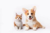  65歳以上の無職夫婦世帯「1か月の生活費と収入」はどのくらい？ペットを飼うことは可能なのか