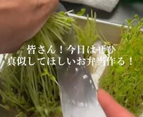 男子高校生が作る”自分で育てた豆苗”を使った【ベーコンと豆苗の炒め物弁当】が話題