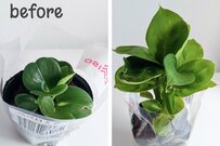 【ビフォーアフター】ダイソー110円観葉植物《ペペロミア＆ディフェンバキア》3か月の成長記録
