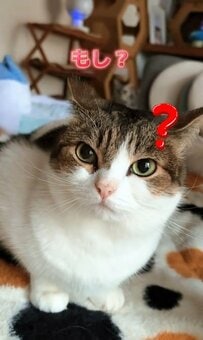 【猫×段ボール】この組み合わせ最強？！箱の中でまったりモードの猫ちゃんが可愛い