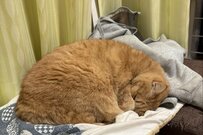 大好きな飼い主のパーカーを枕にして寝る猫　「衝撃の事実」に思わず笑ってしまう人が続出