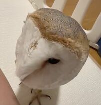 【甘々なフクロウ】なでなでに「ぴぽぽぽ〜」と嬉しそうな声！うっとり顔が可愛すぎる