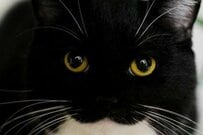 猫の「最強」な部分が垣間見える1枚　二度見必至の「絶妙なお顔」が話題に