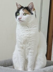 「母を見る目と私を見る目」　猫のわかりやすい「表情の違い」に笑ってしまう